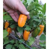 Paprika Hamík - priesada