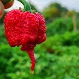 Paprika Carolina Reaper - priesada