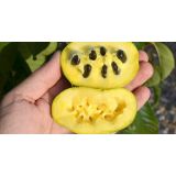 Asimina trojlaločná – Paw Paw - rastlina