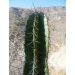 Pitaya - Dračie ovocie - Queretaro