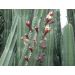 Pitaya - Dračie ovocie - Queretaro