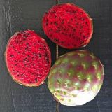 Pitaya - Dračie ovocie - Queretaro