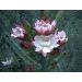 Cereus validus