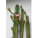 Cereus validus
