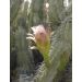 Cereus validus