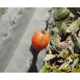 Cereus validus