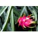 Pitaya - Dračie ovocie - ružové
