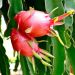 Pitaya - Dračie ovocie - biele