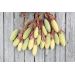 Mučenka - Banana