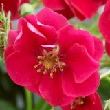 Jahoda stáleplodiaca, prevyslá - Summer breeze Rose