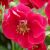 Jahoda stáleplodiaca, prevyslá - Summer breeze Rose