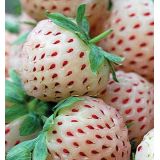 Jahoda biela - Pineberry