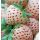 Jahoda biela - Pineberry