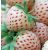 Jahoda biela - Pineberry