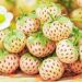 Jahoda biela - Pineberry