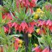 Fritillaria - Red Beauty
