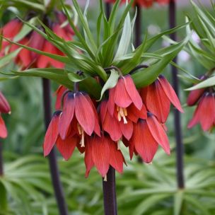 Fritillaria - Red Beauty