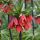 Fritillaria - Red Beauty