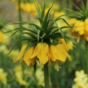 Fritillaria - Lutea