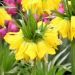 Fritillaria - Lutea