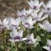 Tulipán humilis v. pulch. - Alba Coerulea Oculata