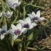 Tulipán humilis v. pulch. - Alba Coerulea Oculata