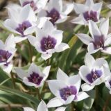 Tulipán humilis v. pulch. - Alba Coerulea Oculata