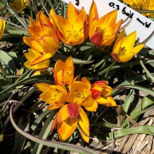 Tulipán aucheriana - Jara