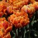 Tulipán - Orange Princess