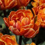 Tulipán - Orange Princess
