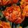Tulipán - Orange Princess