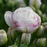 Tulipán - Double Surprise