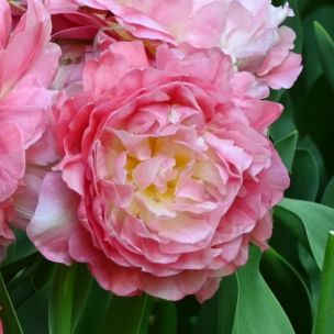 Tulipán - Double sugar