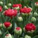 Tulipán - Promiss