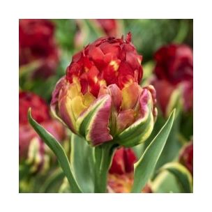 Tulipán - Ice Cream Sorbet