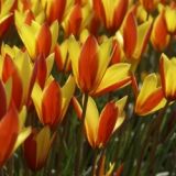 Tulipán clusiana var. chrysantha 'Tubergens Gem'