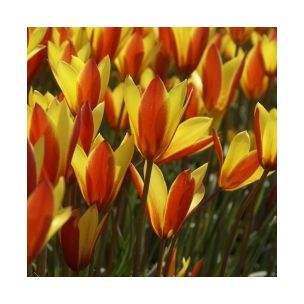 Tulipán clusiana var. chrysantha 'Tubergens Gem'