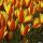 Tulipán clusiana var. chrysantha 'Tubergens Gem'