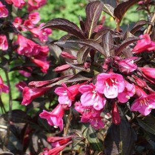 Vajgélia Kvetnatá -  Purpurea