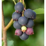 Muchovník jelšolistý - Thiessen