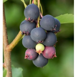 Muchovník jelšolistý - Thiessen